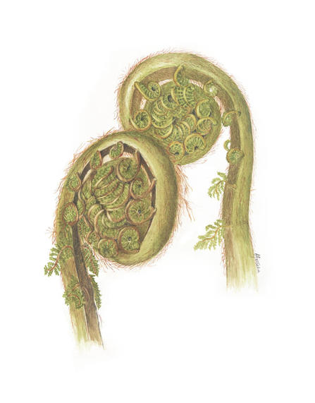 Tasmanian Blue Gum - Eucalyptus globulus globulus