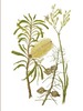 gal/botanical_watercolours/_thb_banksia_hakea.jpg